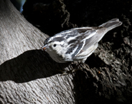 Black and White Warbler 6567